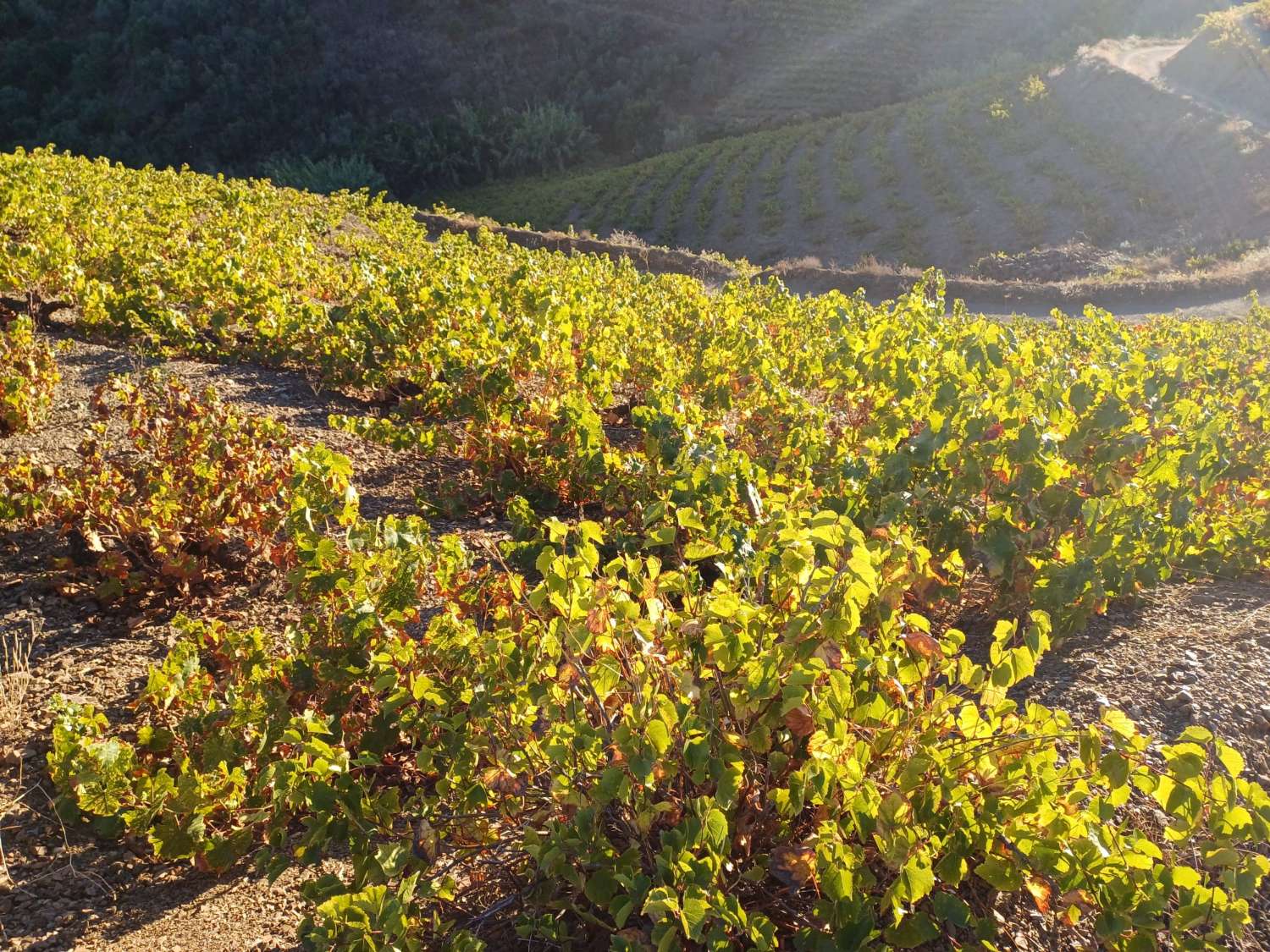 Parcelle pour la plantation de vignes à Almachar