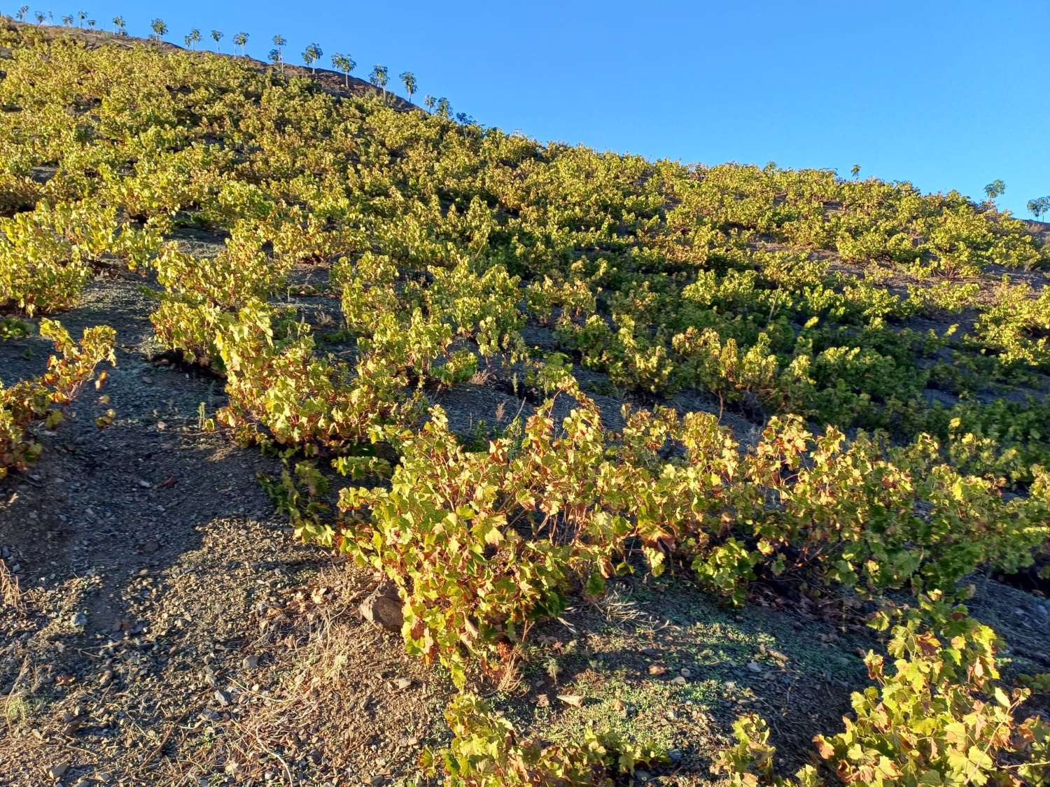 Parcelle pour la plantation de vignes à Almachar