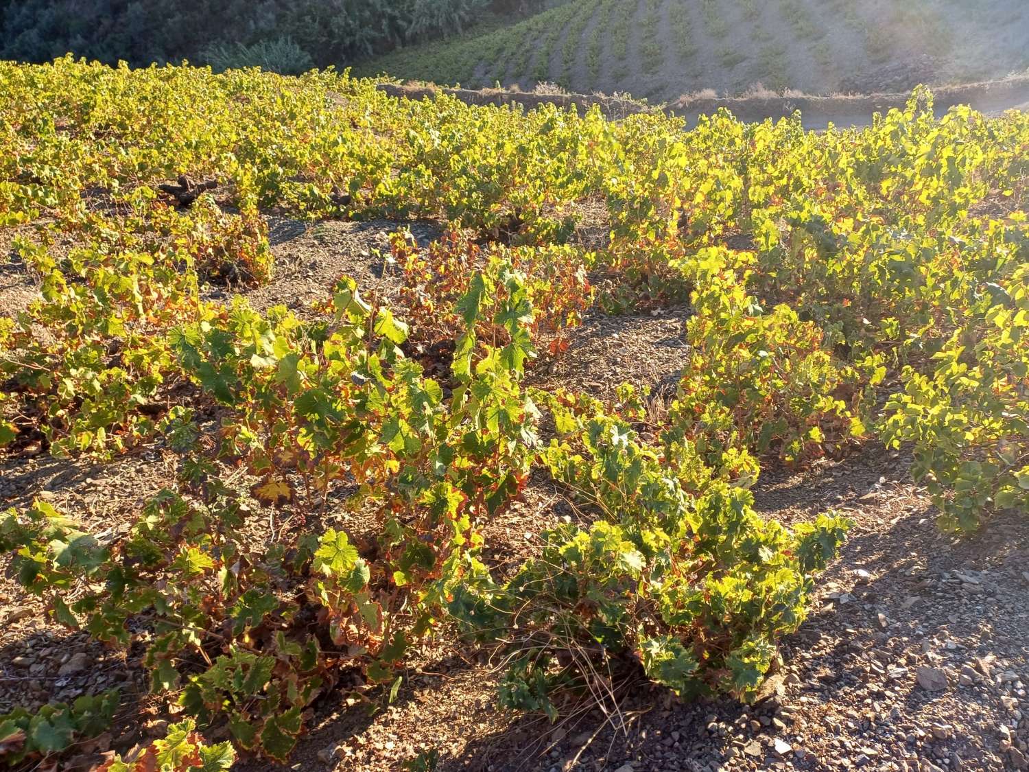 Parcelle pour la plantation de vignes à Almachar