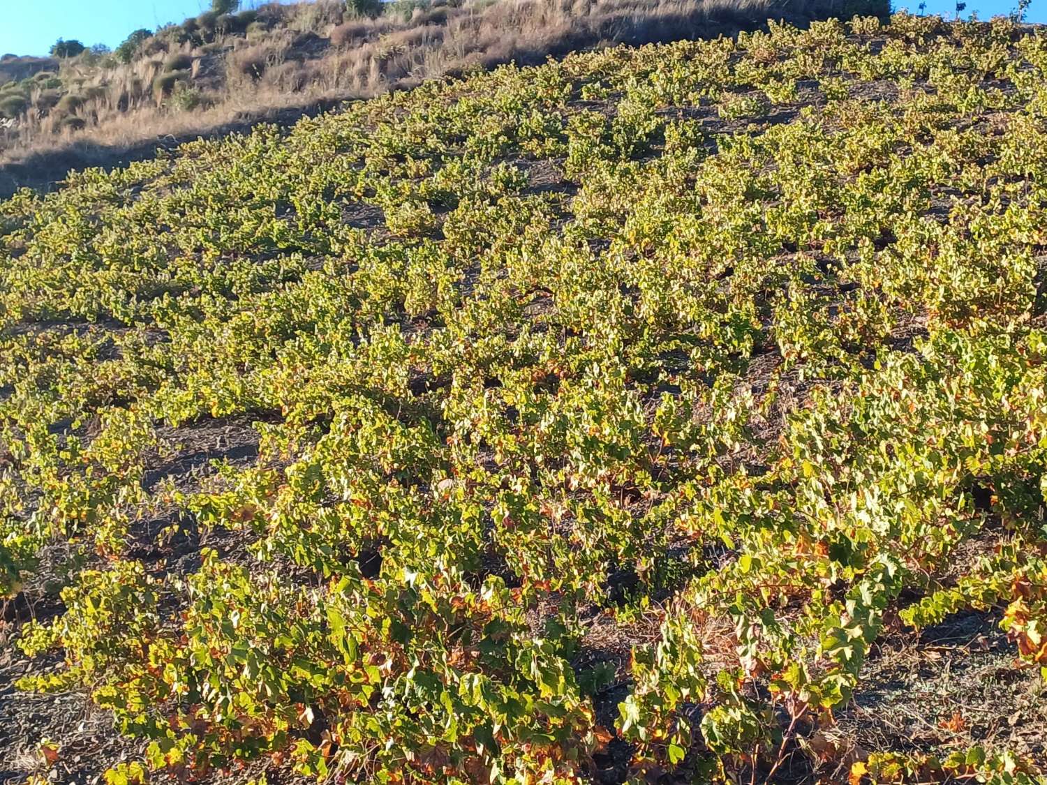 Parcelle pour la plantation de vignes à Almachar