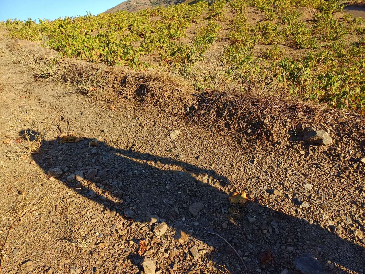 Parcelle pour la plantation de vignes à Almachar