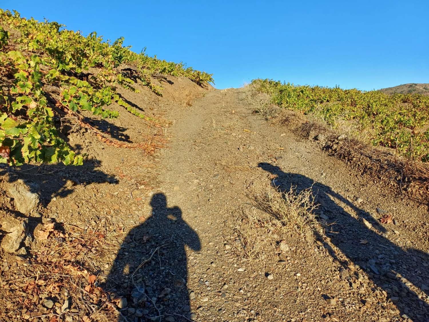 Parcelle pour la plantation de vignes à Almachar