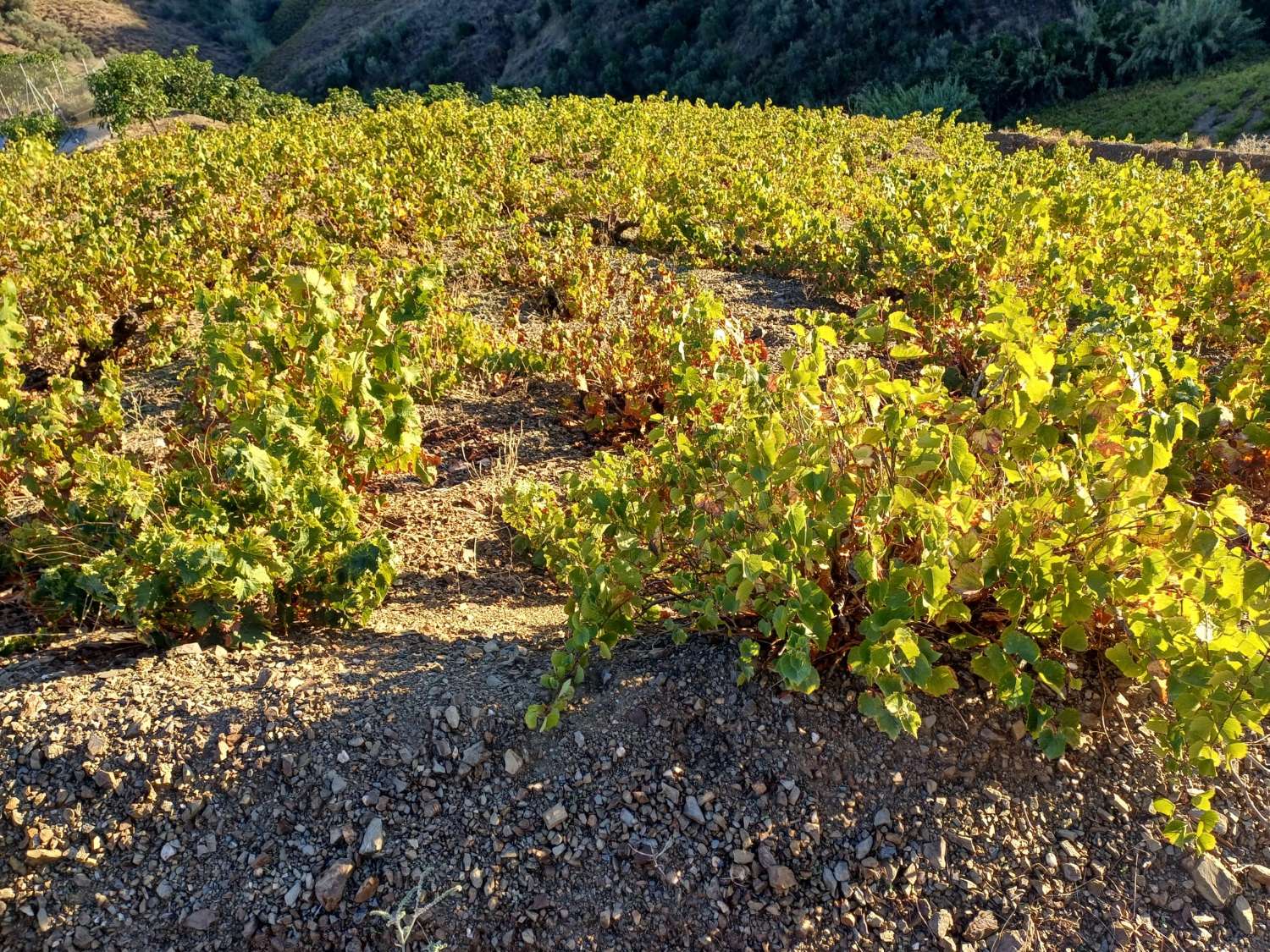Parcelle pour la plantation de vignes à Almachar