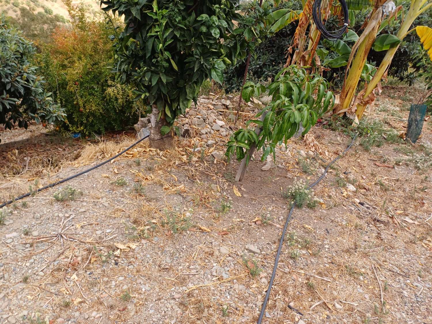 Parcela en totalan cerca del pueblo