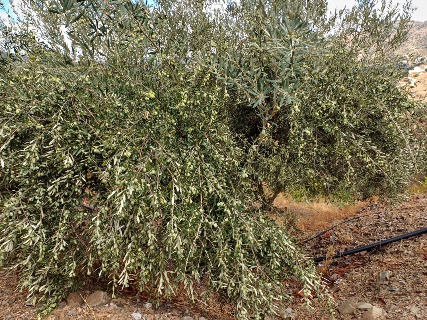 Parcela en totalan cerca del pueblo