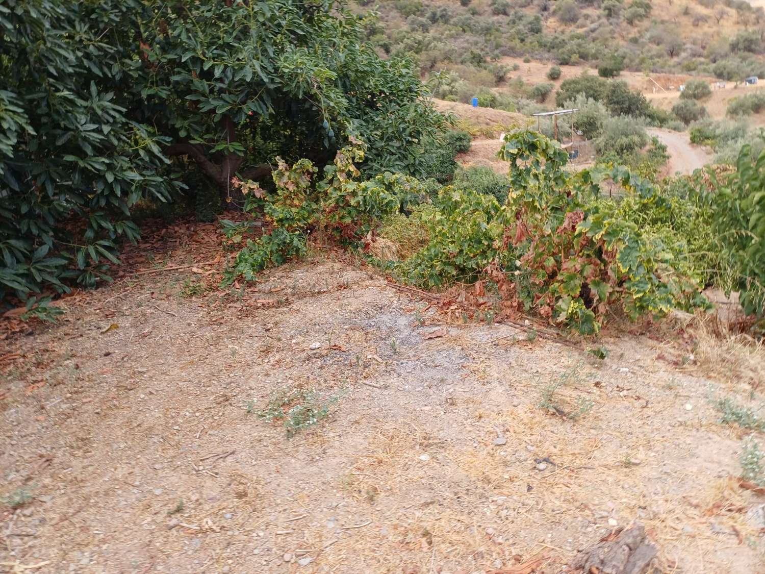 Parcela en totalan cerca del pueblo