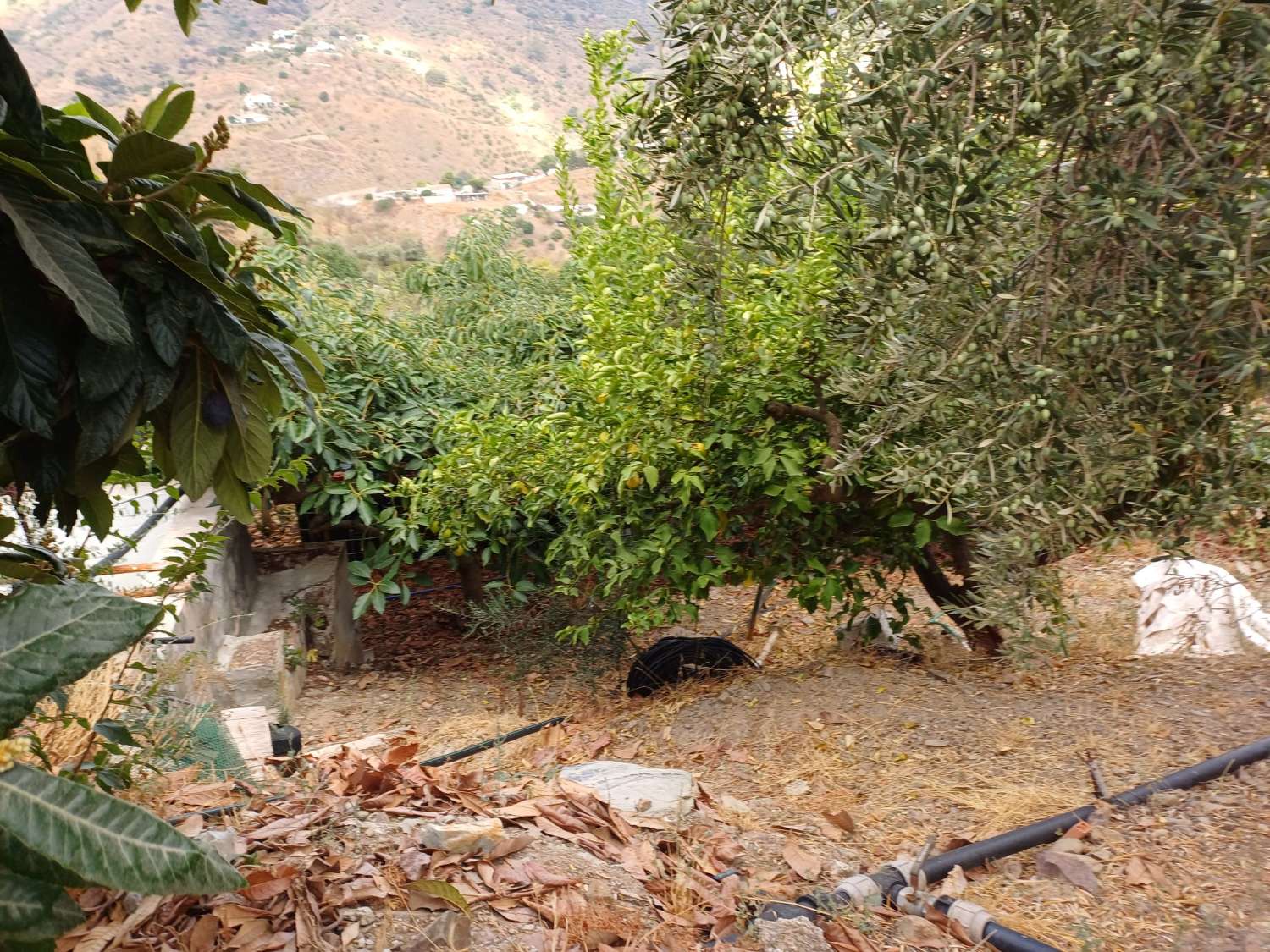 Parcela en totalan cerca del pueblo