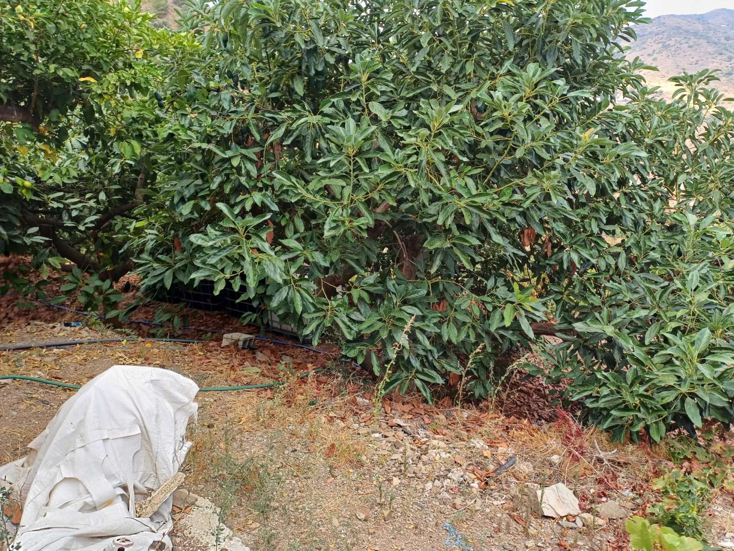 Parcela en totalan cerca del pueblo