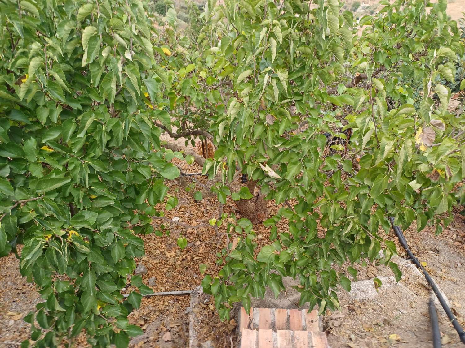 Parcela en totalan cerca del pueblo