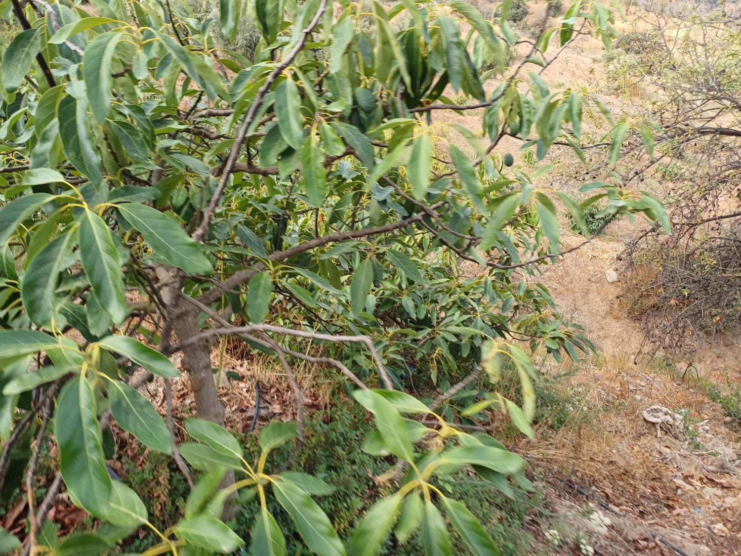 Parcela en totalan cerca del pueblo