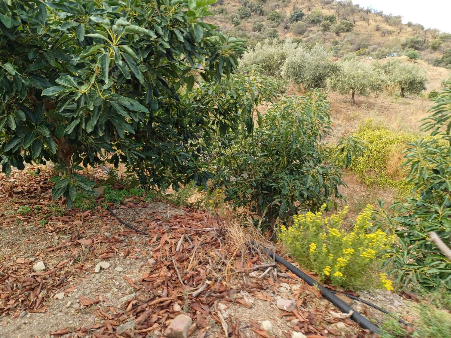 Parcela en totalan cerca del pueblo