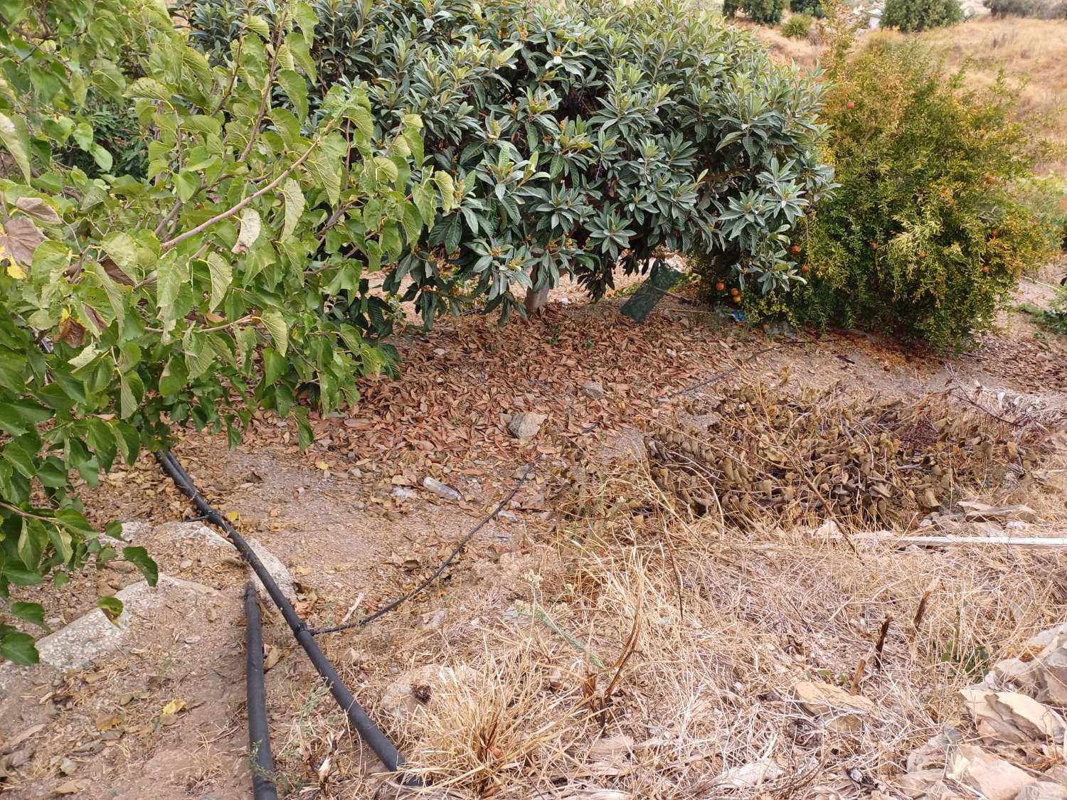 Parcela en totalan cerca del pueblo