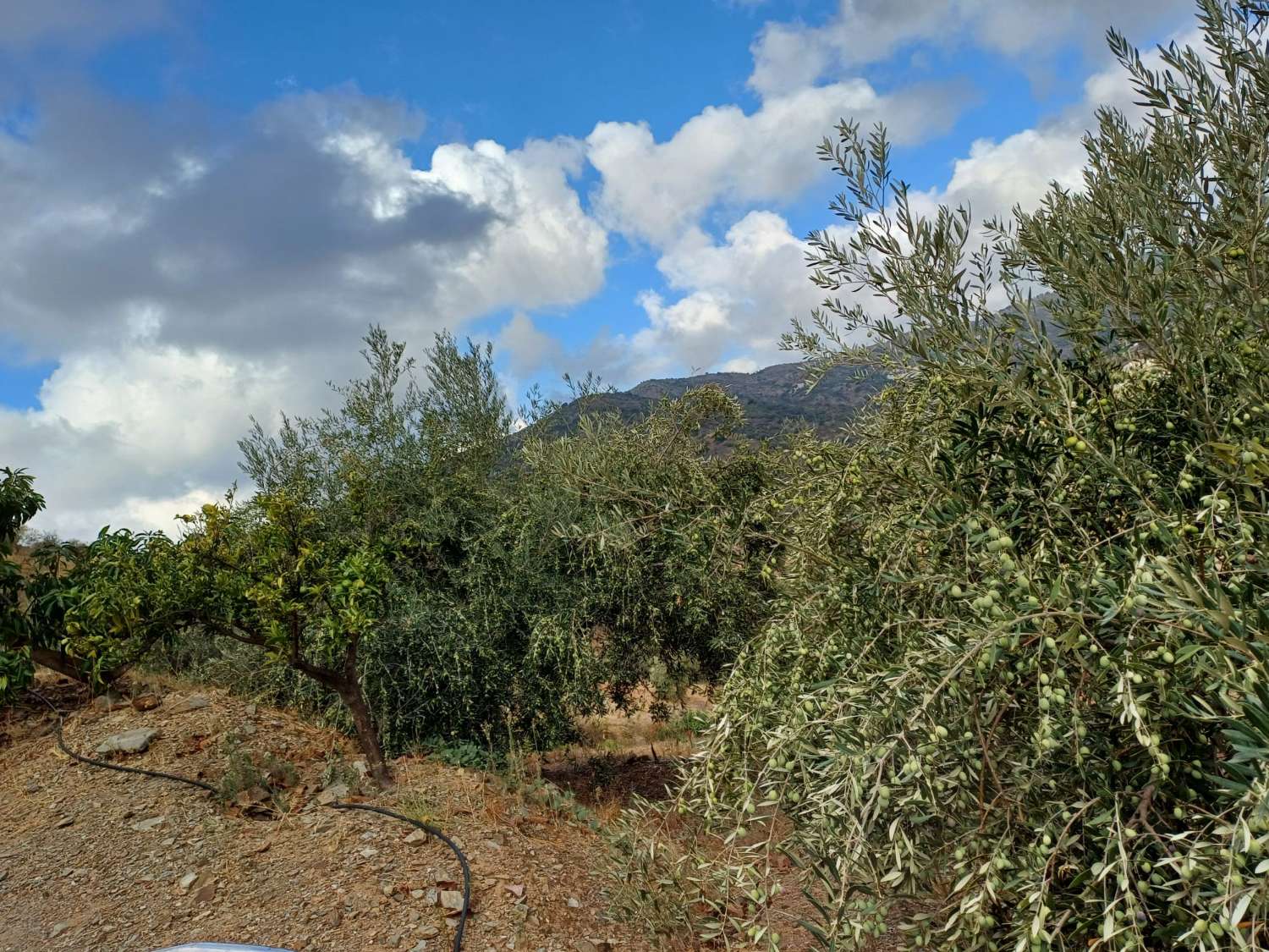 Parcela en totalan cerca del pueblo