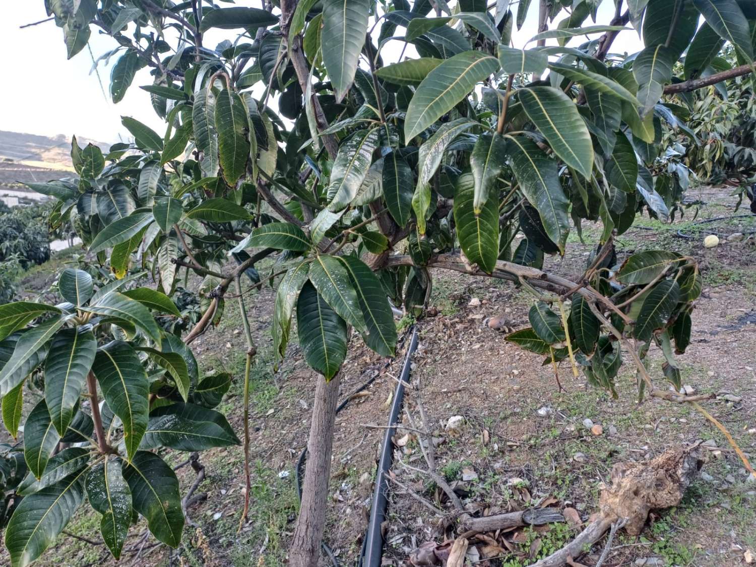 Ферма манго и авокадо с домом в Иснате