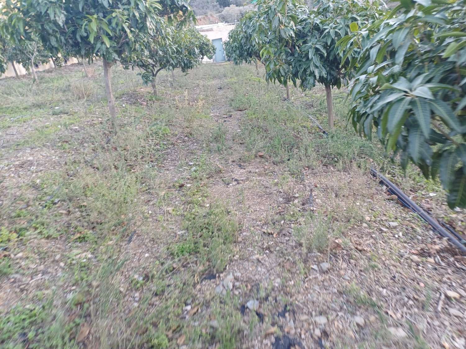 Ферма манго и авокадо с домом в Иснате