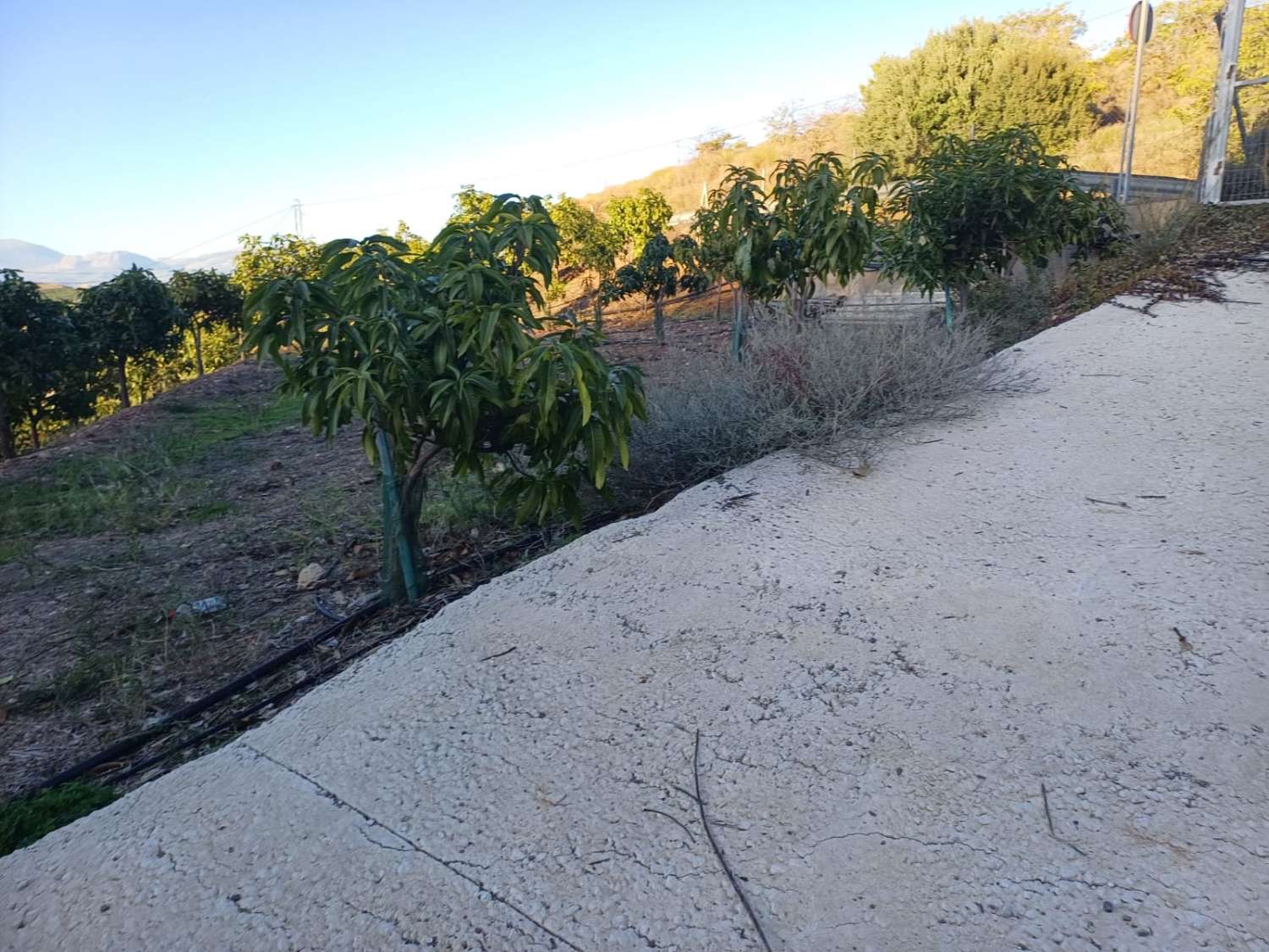 Ферма манго и авокадо с домом в Иснате