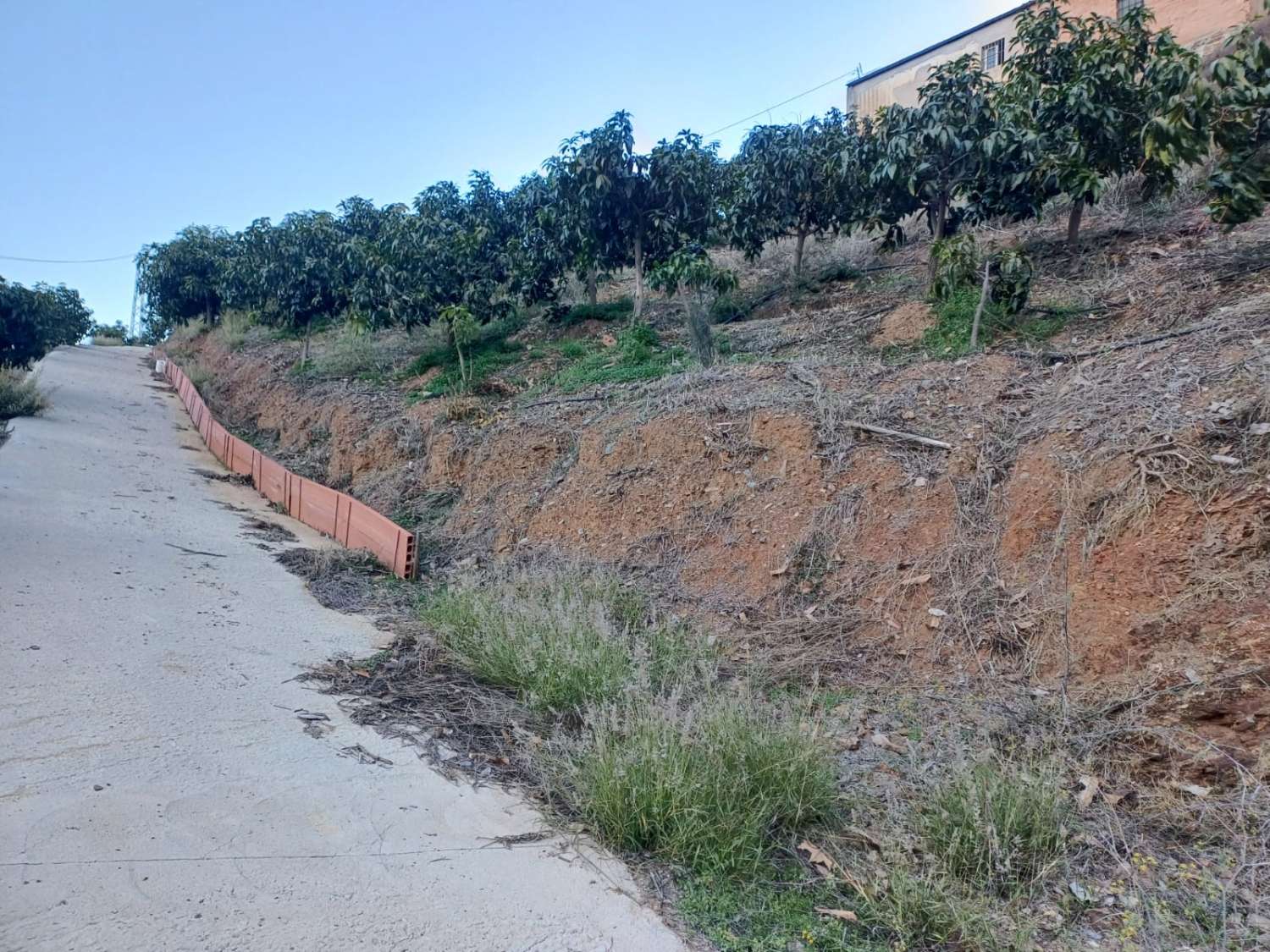 Ферма манго и авокадо с домом в Иснате