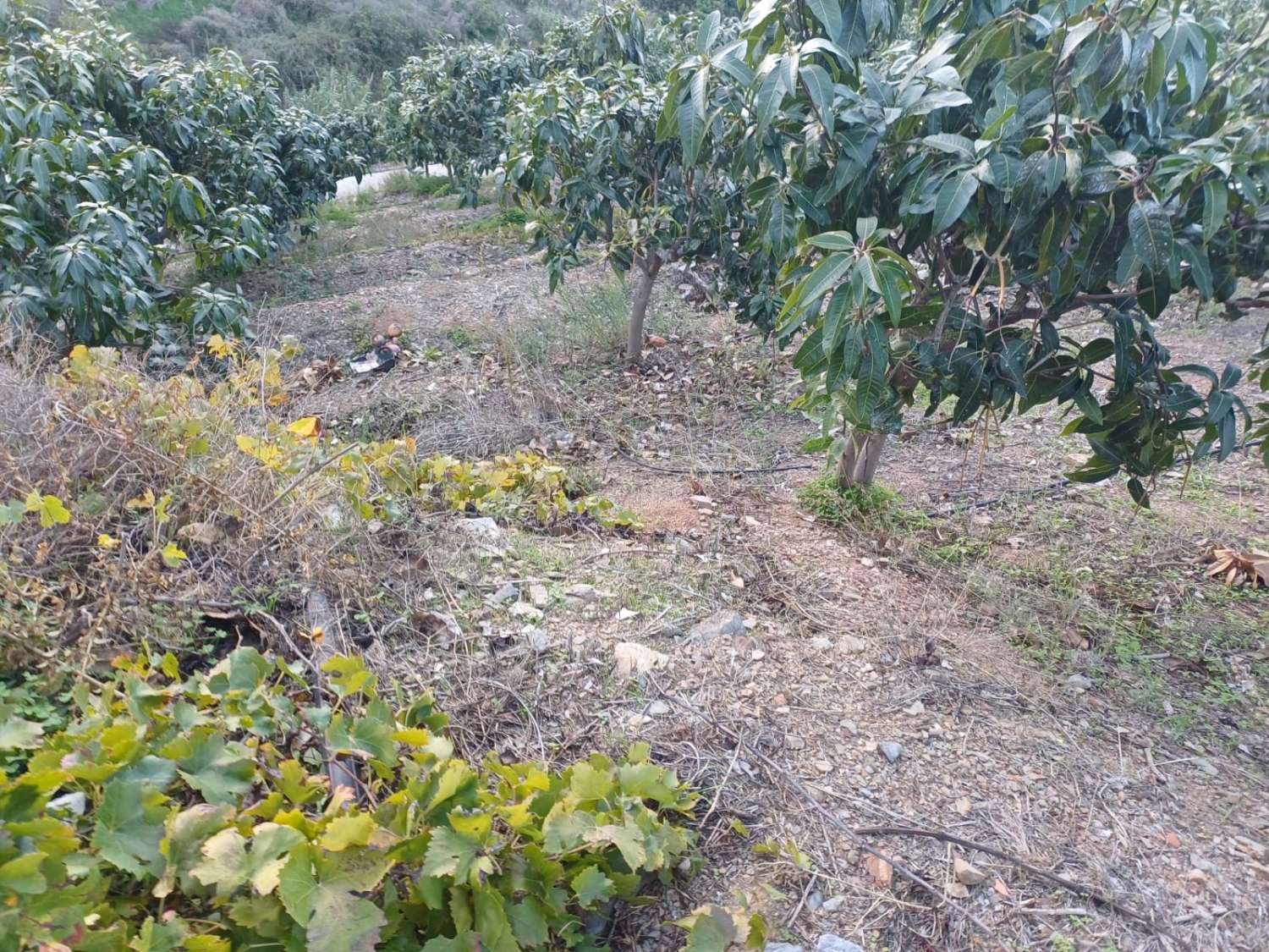 Ферма манго и авокадо с домом в Иснате