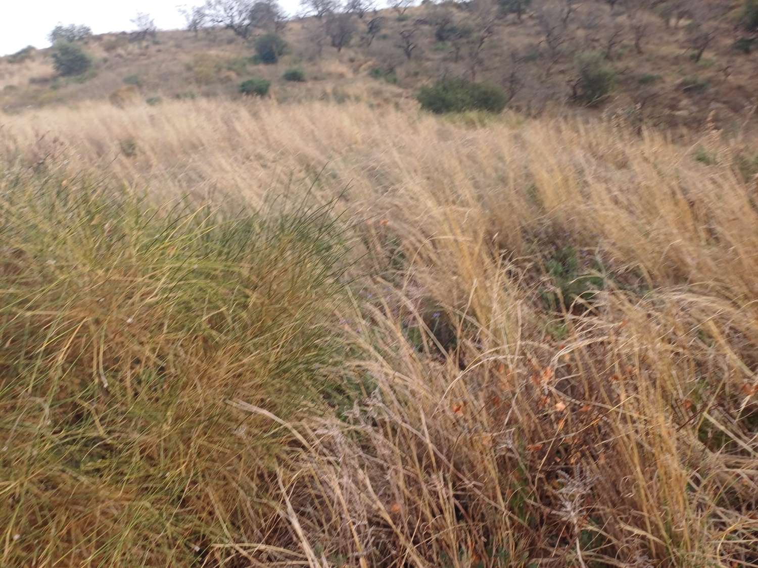 قطعة أرض للبيع في Almáchar