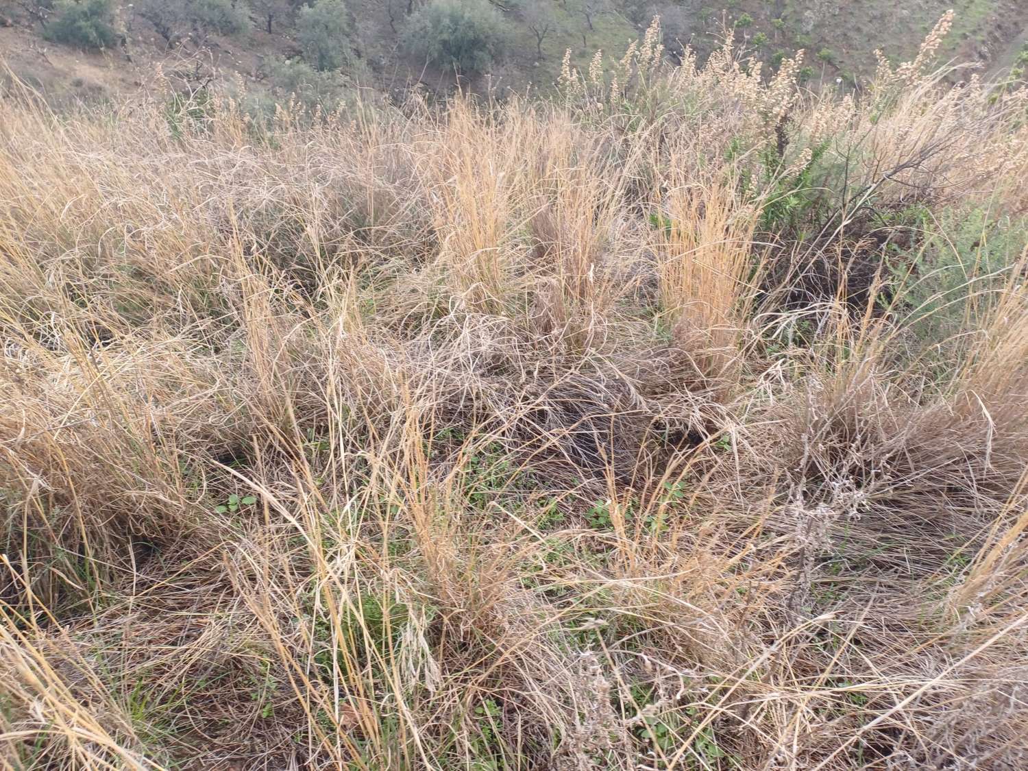 قطعة أرض للبيع في Almáchar