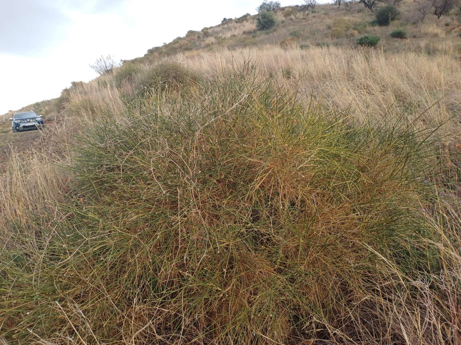 قطعة أرض للبيع في Almáchar