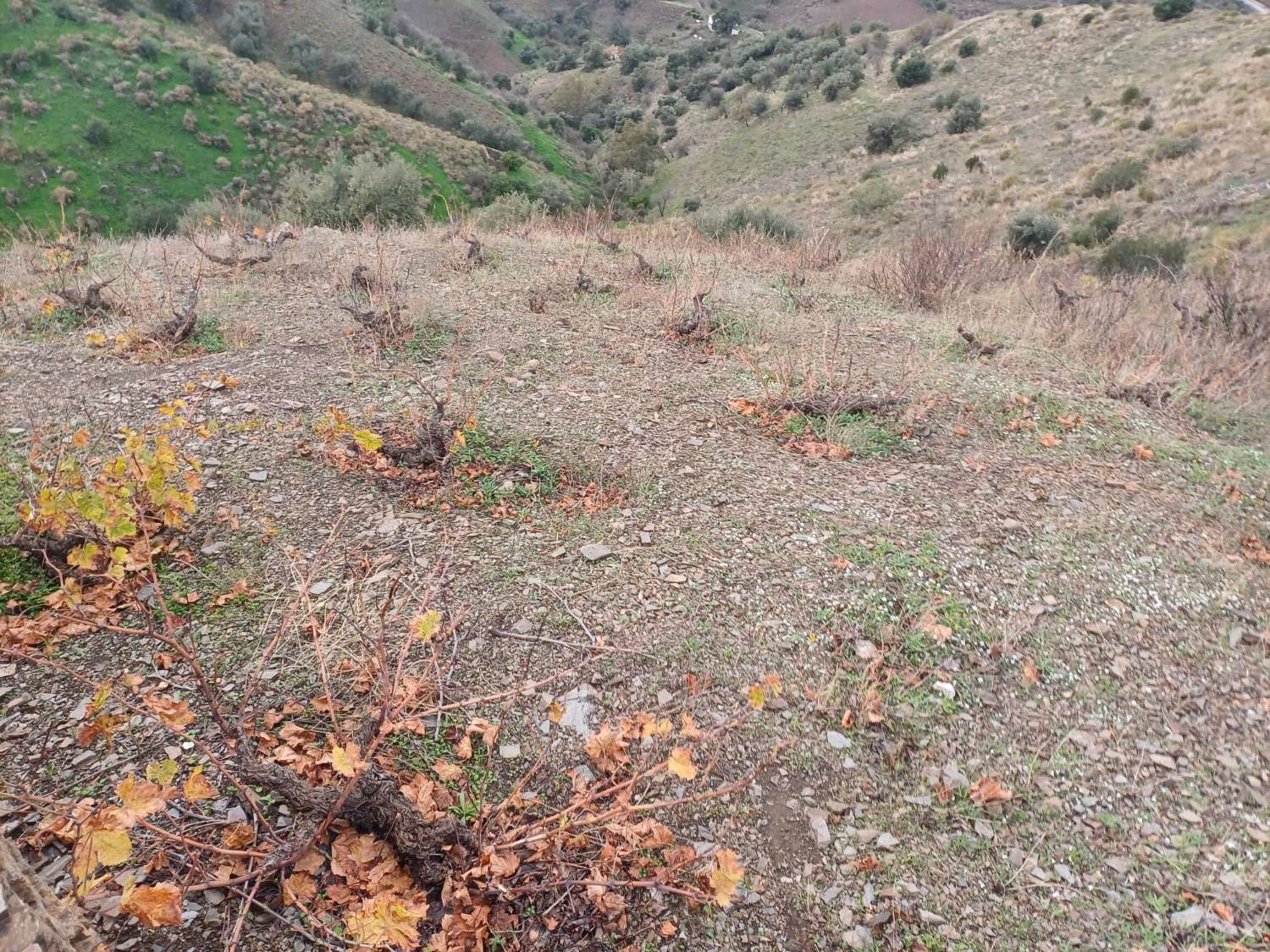 قطعة أرض للبيع في Almáchar