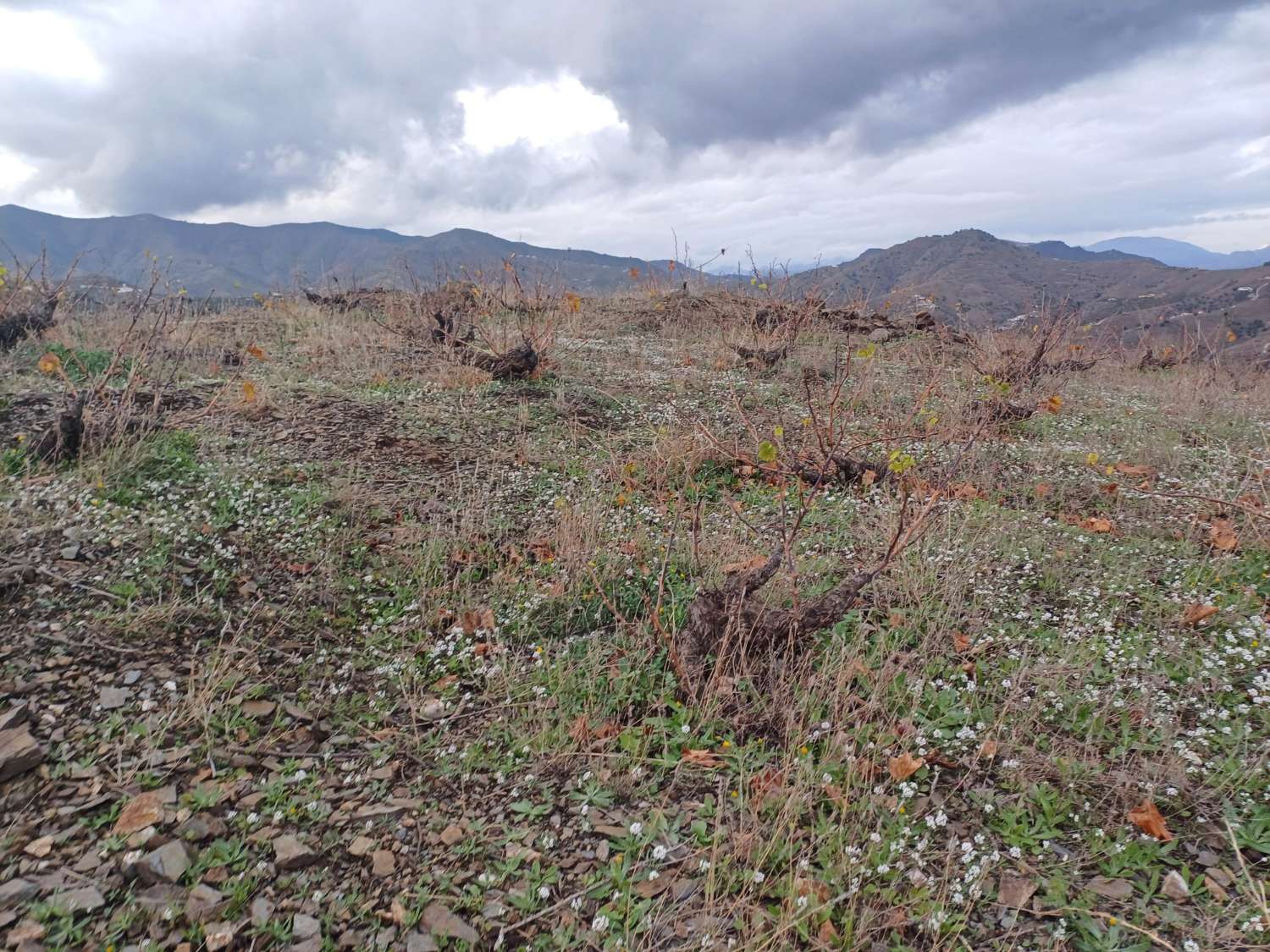 قطعة أرض للبيع في Almáchar