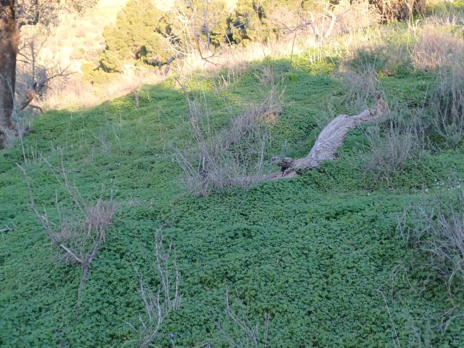 Terrain constructible à Moclinejo avec vue sur mer