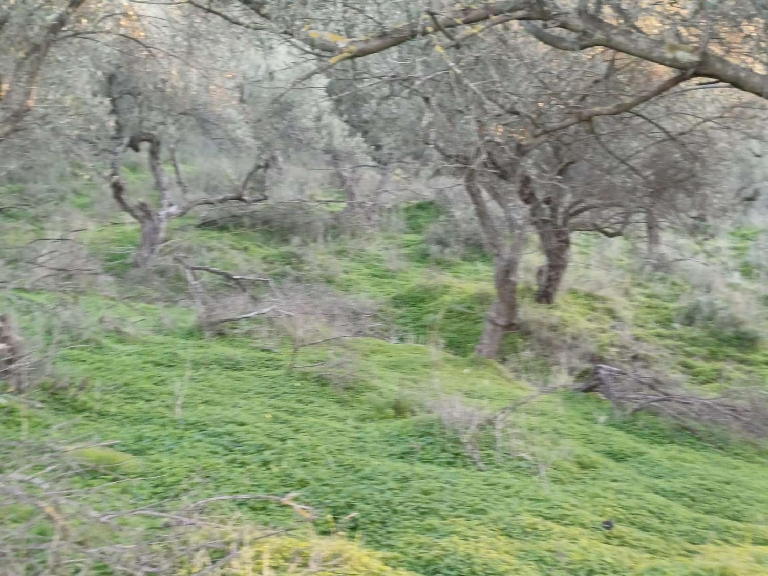 Terrain constructible à Moclinejo avec vue sur mer