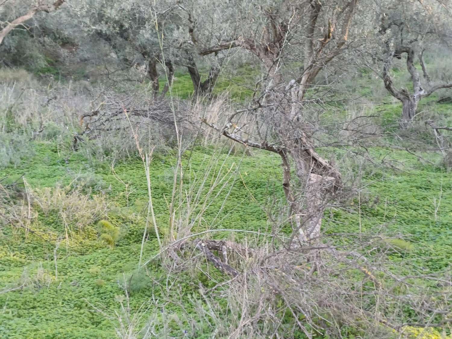 Terrain constructible à Moclinejo avec vue sur mer
