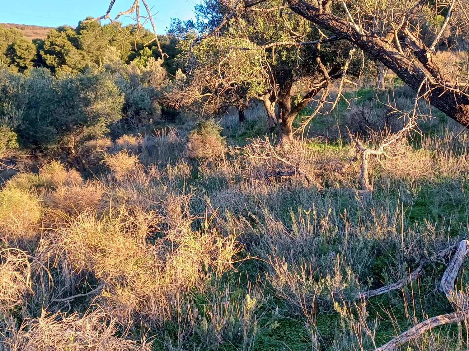 Terrain constructible à Moclinejo avec vue sur mer