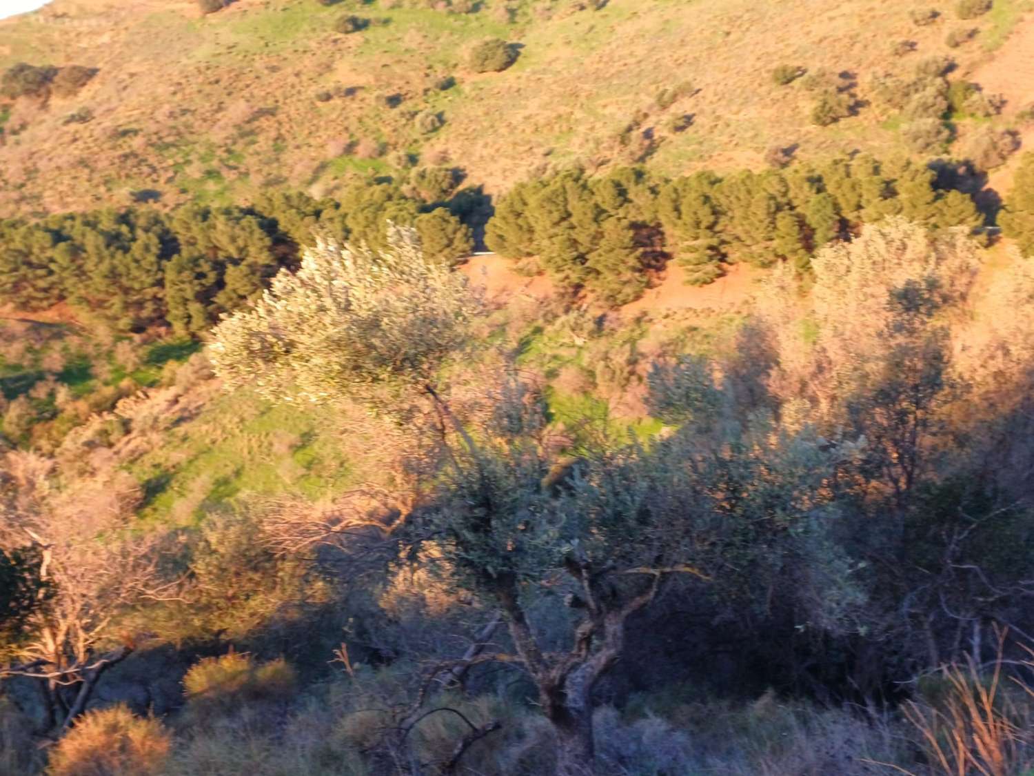 Terrain constructible à Moclinejo avec vue sur mer