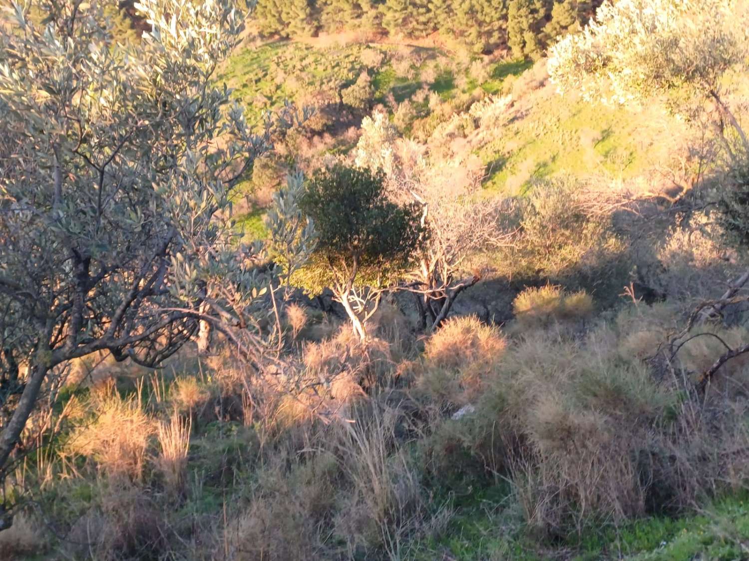 Terrain constructible à Moclinejo avec vue sur mer