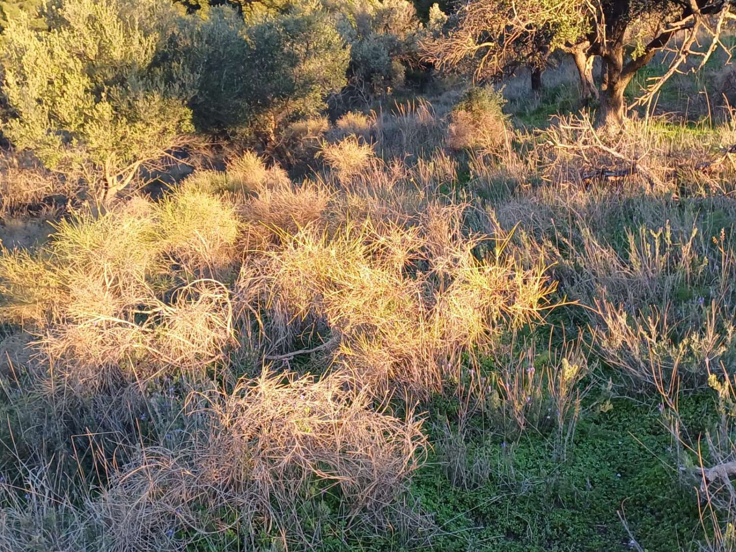 Terrain constructible à Moclinejo avec vue sur mer