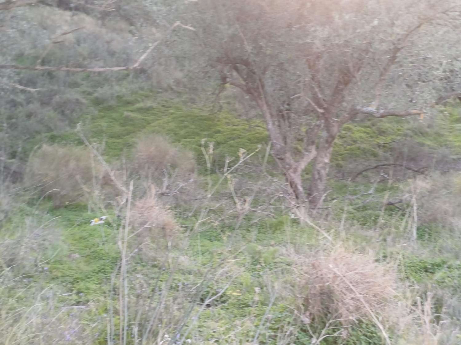 Terrain constructible à Moclinejo avec vue sur mer