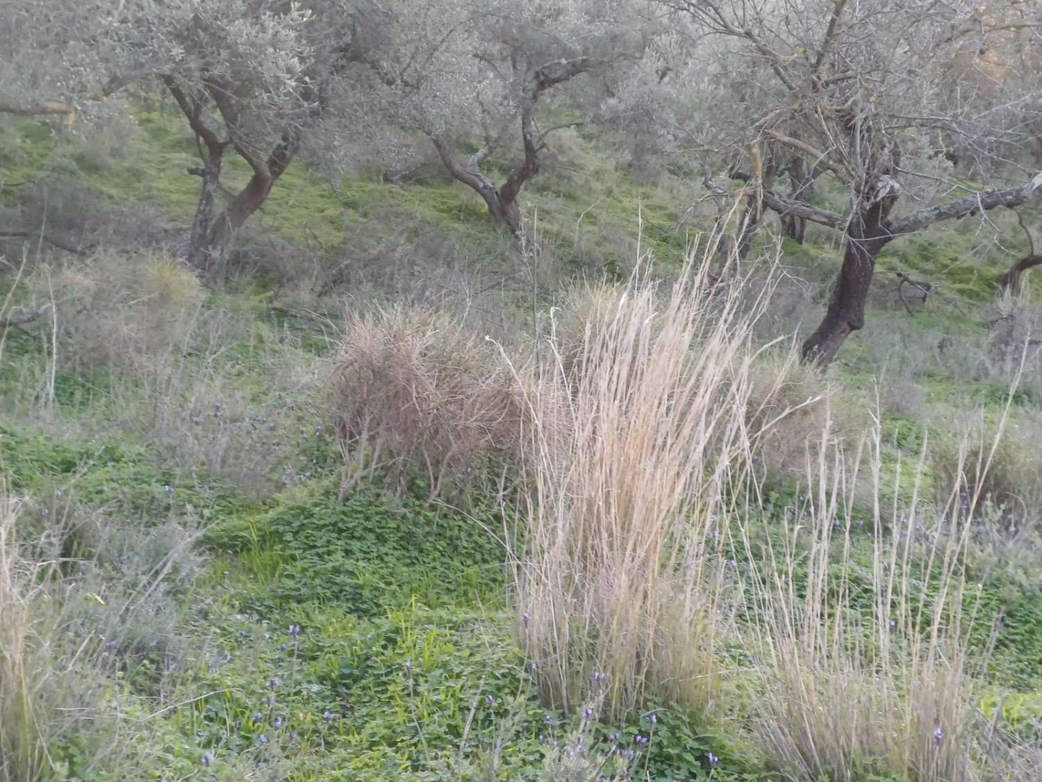 Terrain constructible à Moclinejo avec vue sur mer