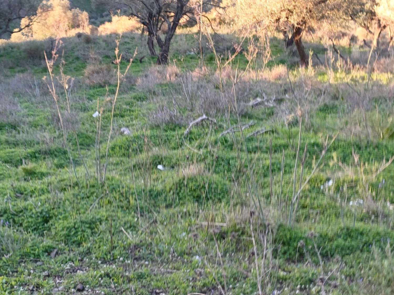 Terrain constructible à Moclinejo avec vue sur mer