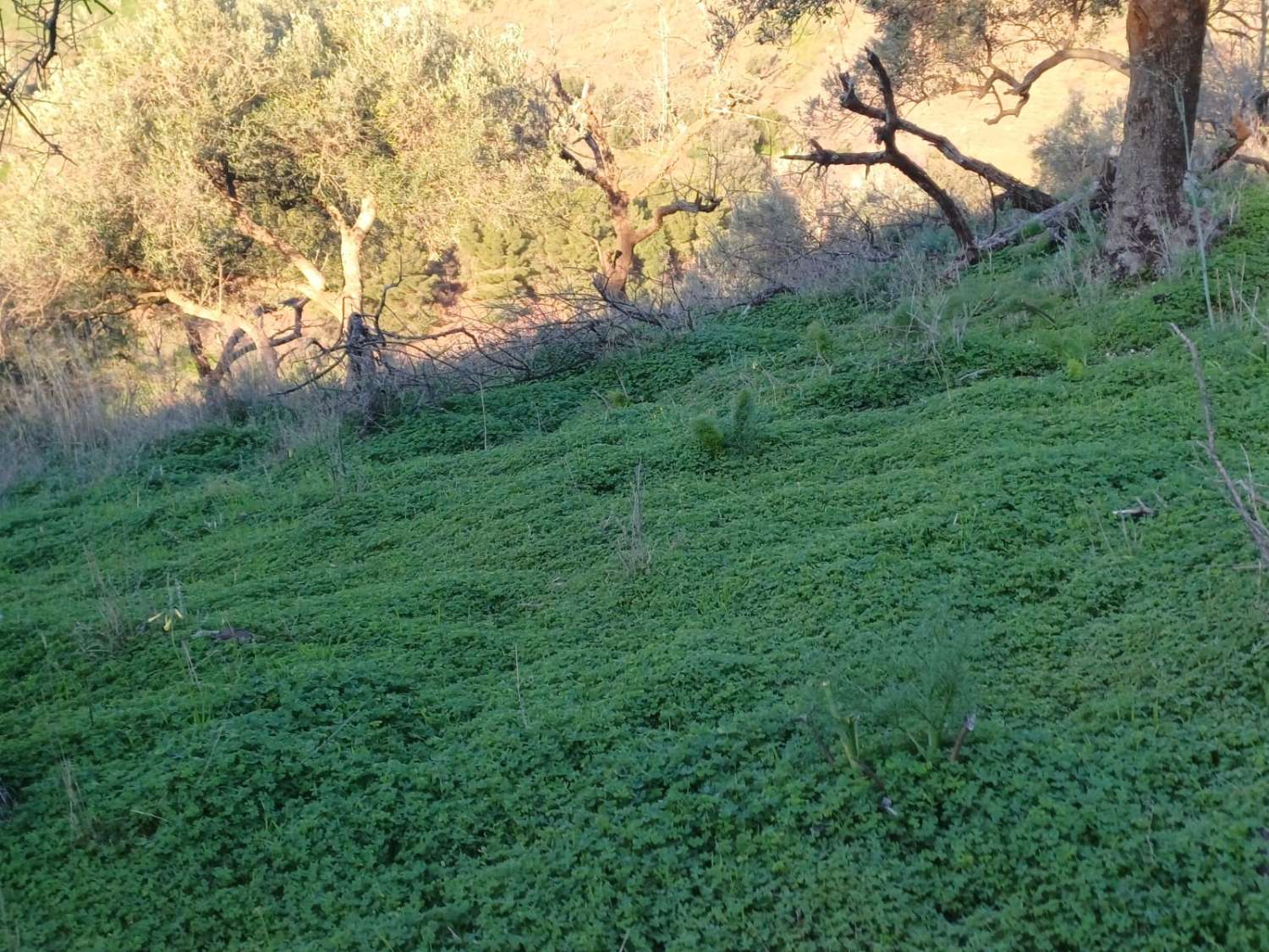 Terrain constructible à Moclinejo avec vue sur mer