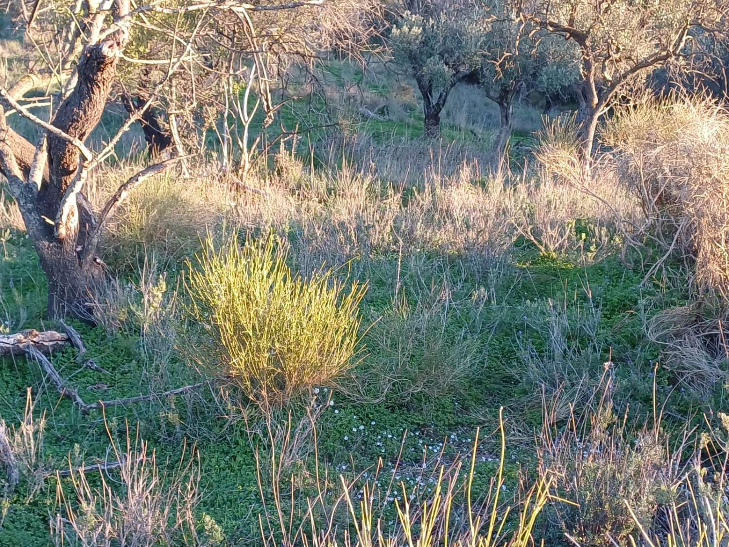 Terrain constructible à Moclinejo avec vue sur mer