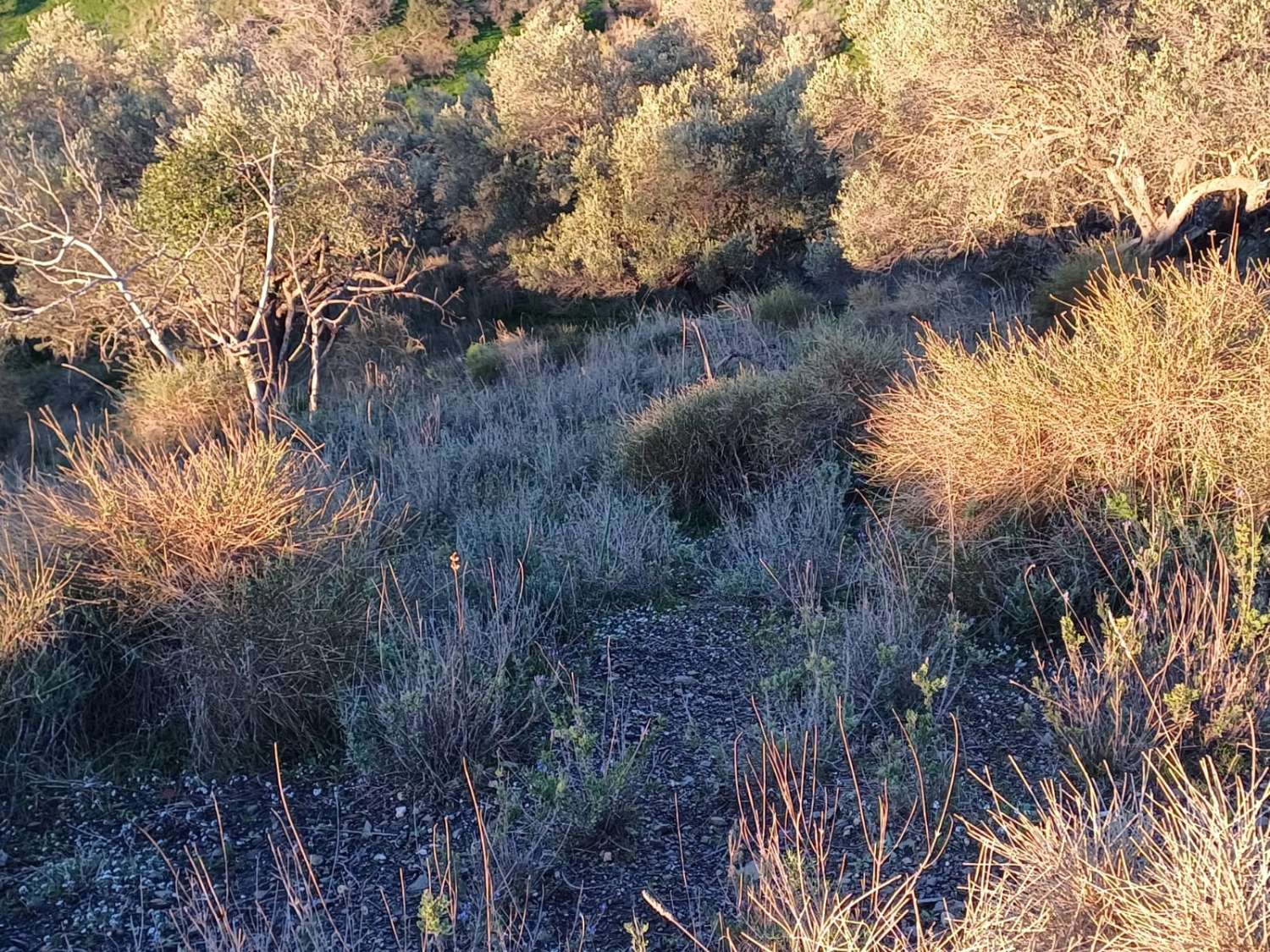 Terrain constructible à Moclinejo avec vue sur mer