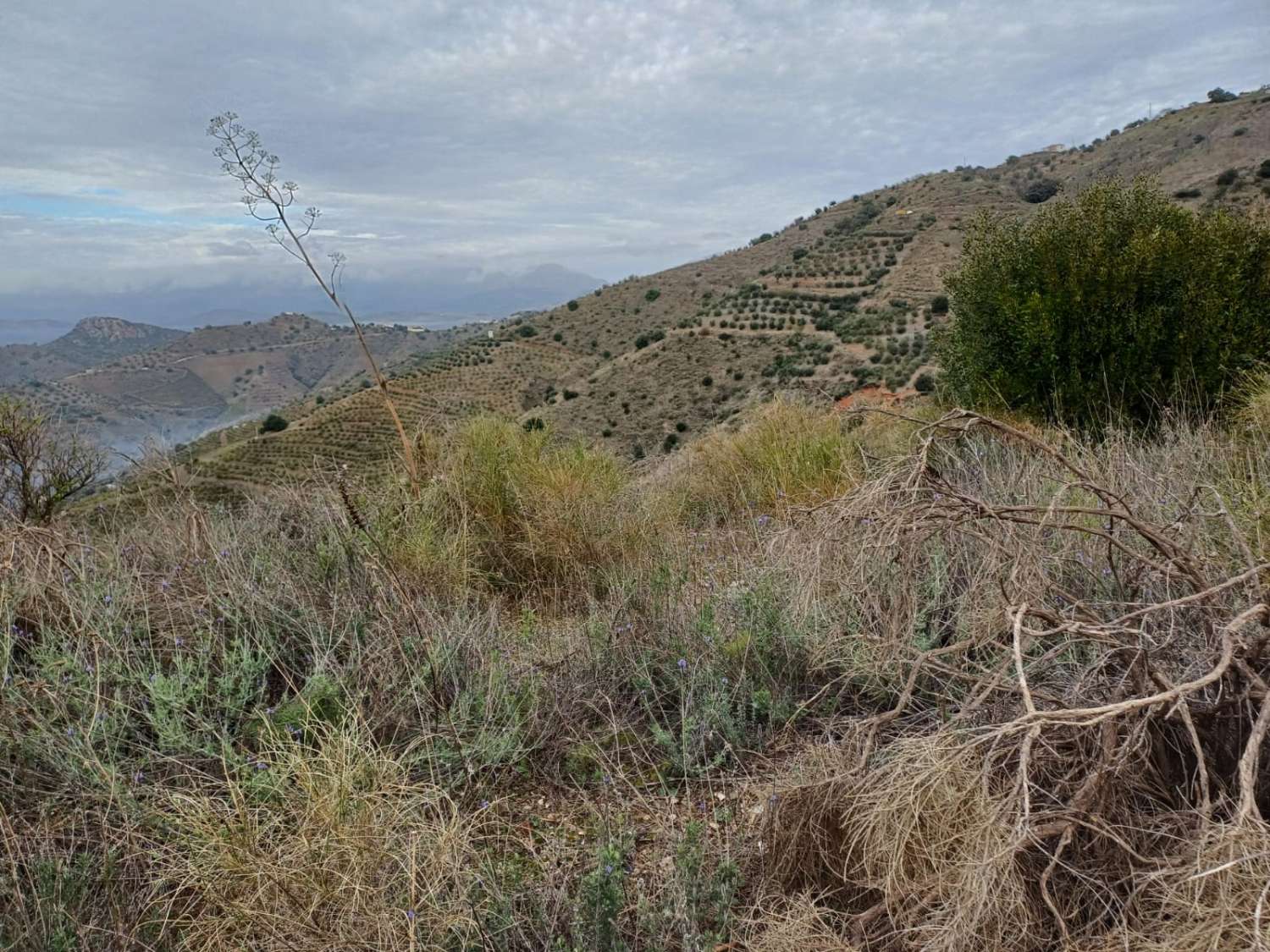 Участок в Бенамаргосе