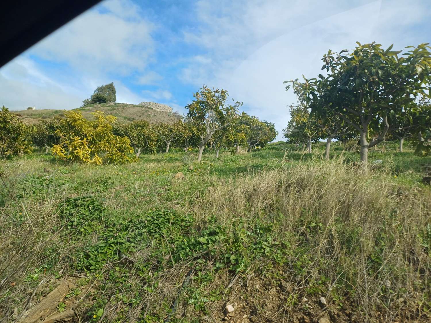 parcela de mangos con vistas al mar el algarrobo