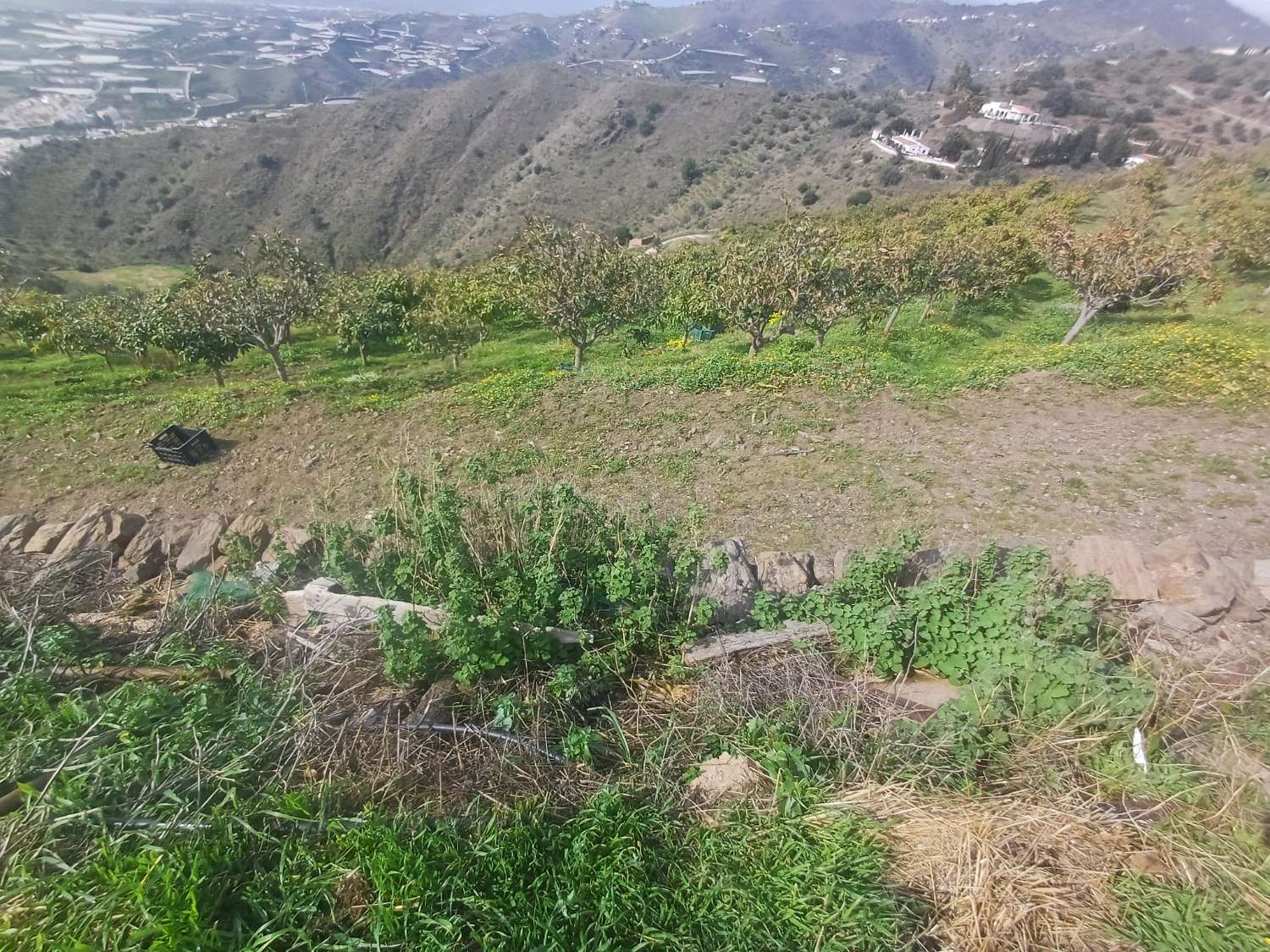 parcela de mangos con vistas al mar el algarrobo