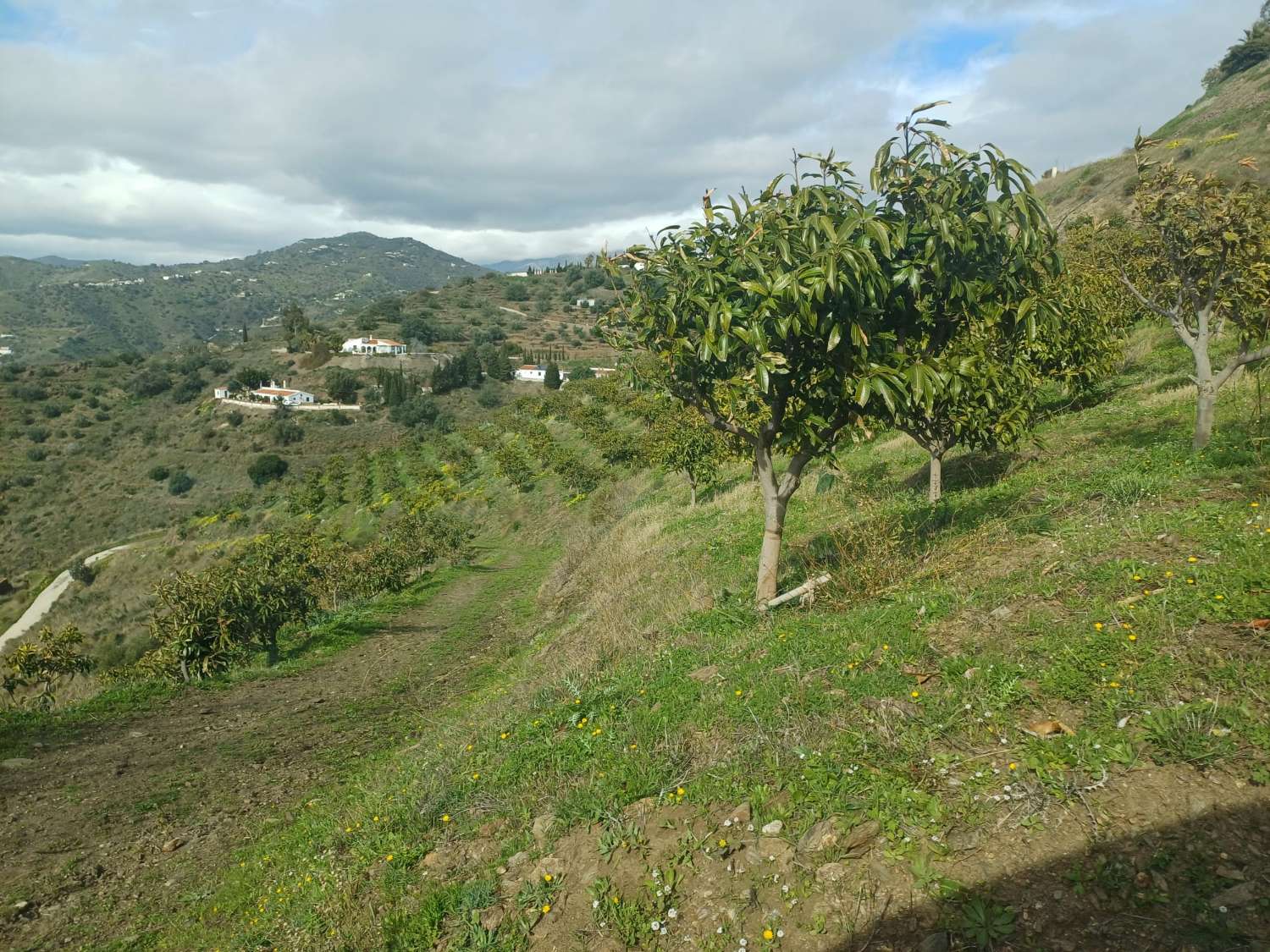 parcela de mangos con vistas al mar el algarrobo