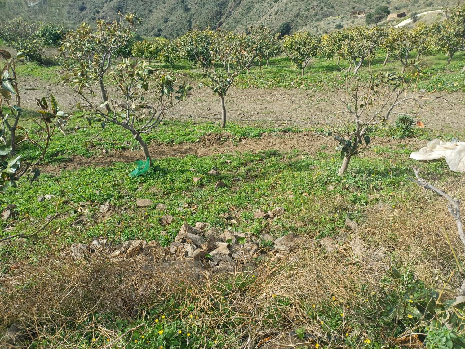 parcela de mangos con vistas al mar el algarrobo