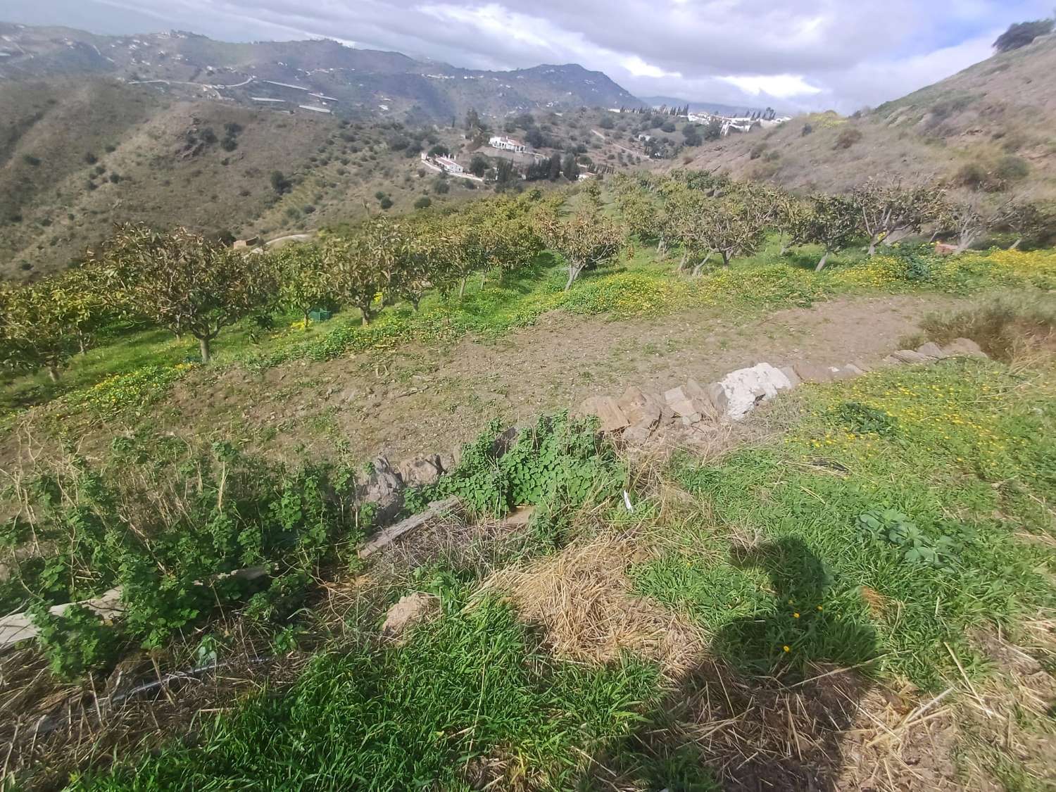 parcela de mangos con vistas al mar el algarrobo