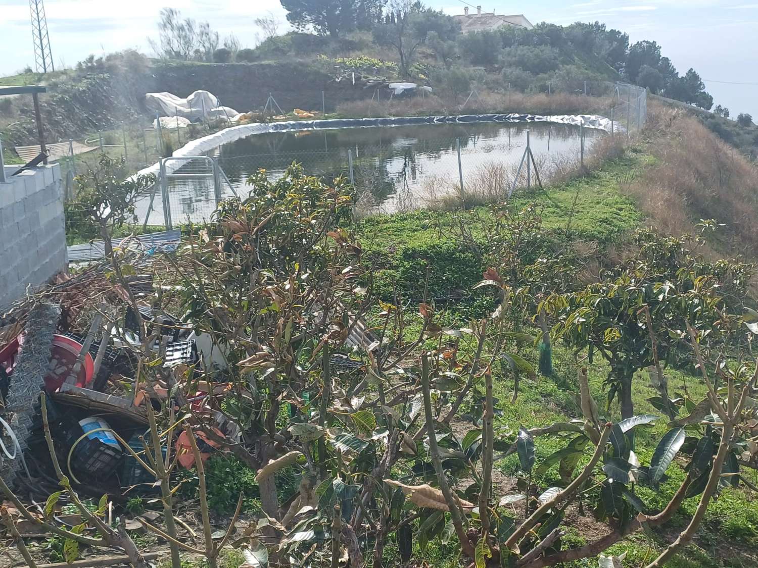 parcela de mangos con vistas al mar el algarrobo