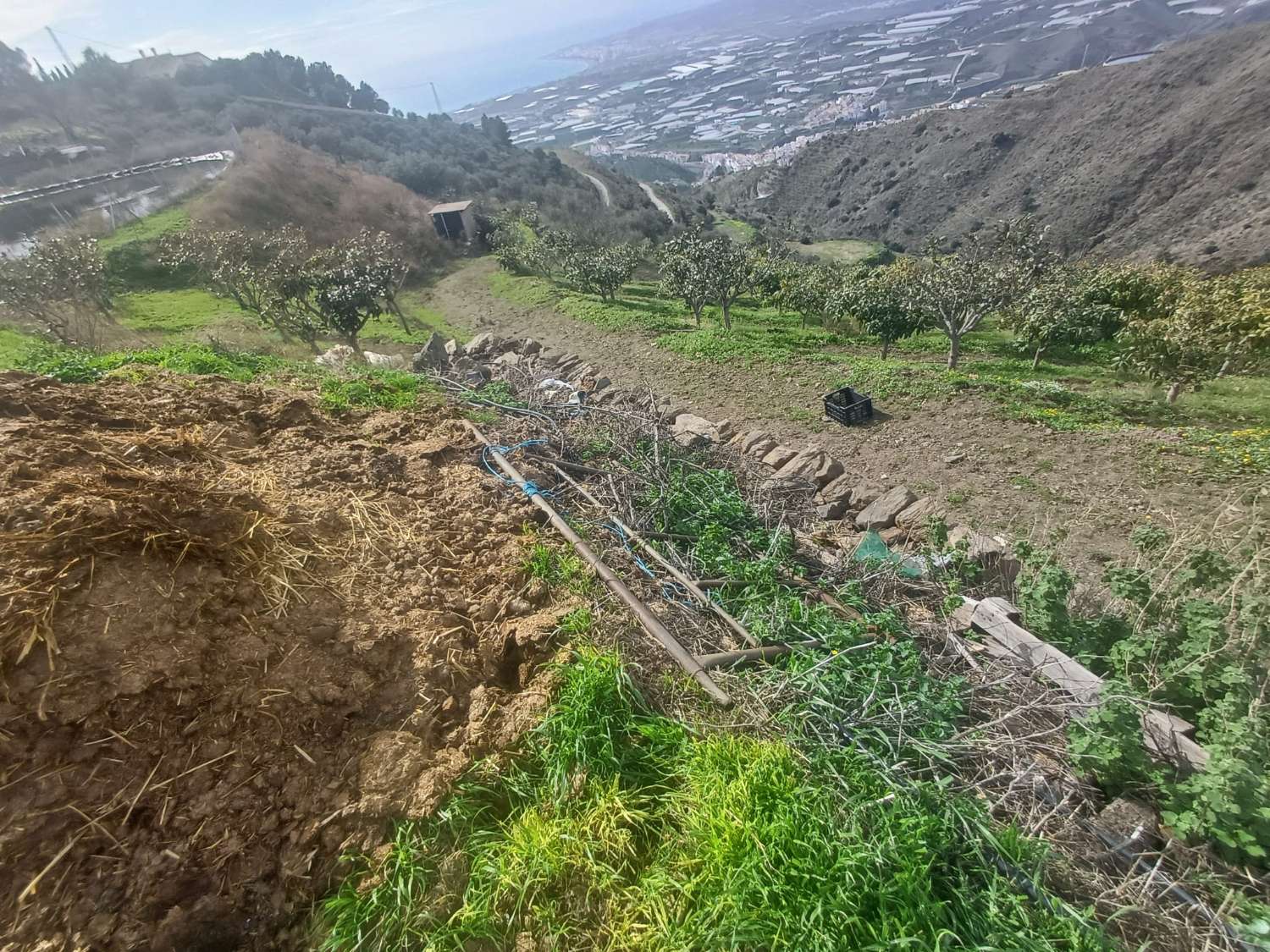 parcela de mangos con vistas al mar el algarrobo