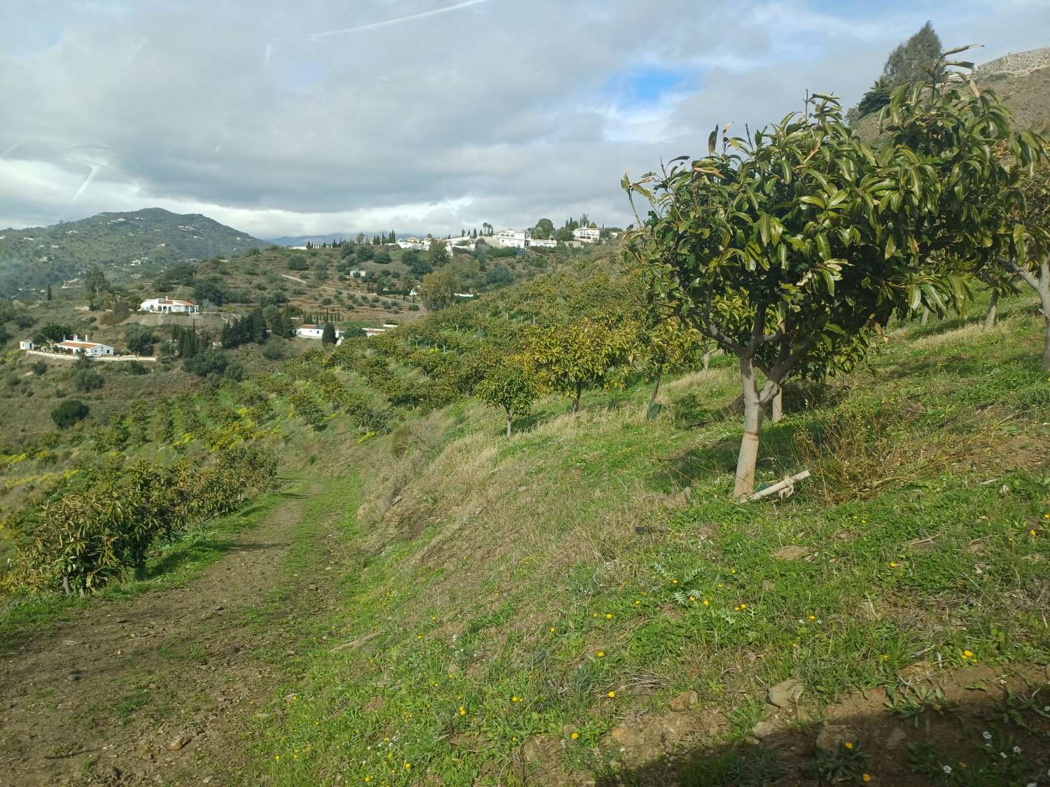 parcela de mangos con vistas al mar el algarrobo
