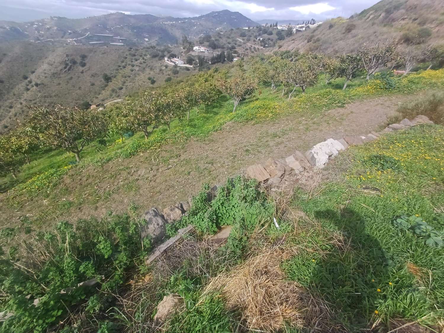 parcela de mangos con vistas al mar el algarrobo